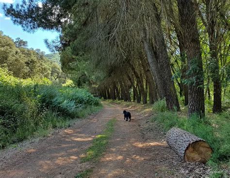 sendero molino del corcho|Sendero Molino del Corcho 